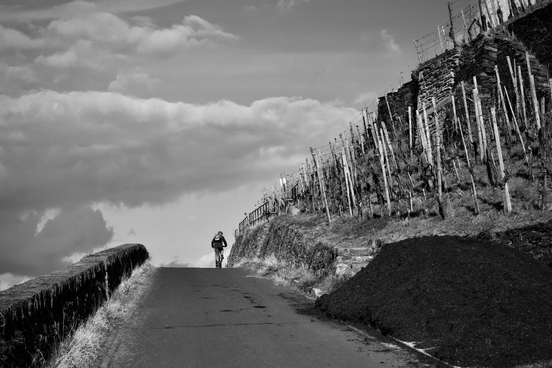 Rowerzysta jedzie wiejską drogą obok winnic w Palatynacie