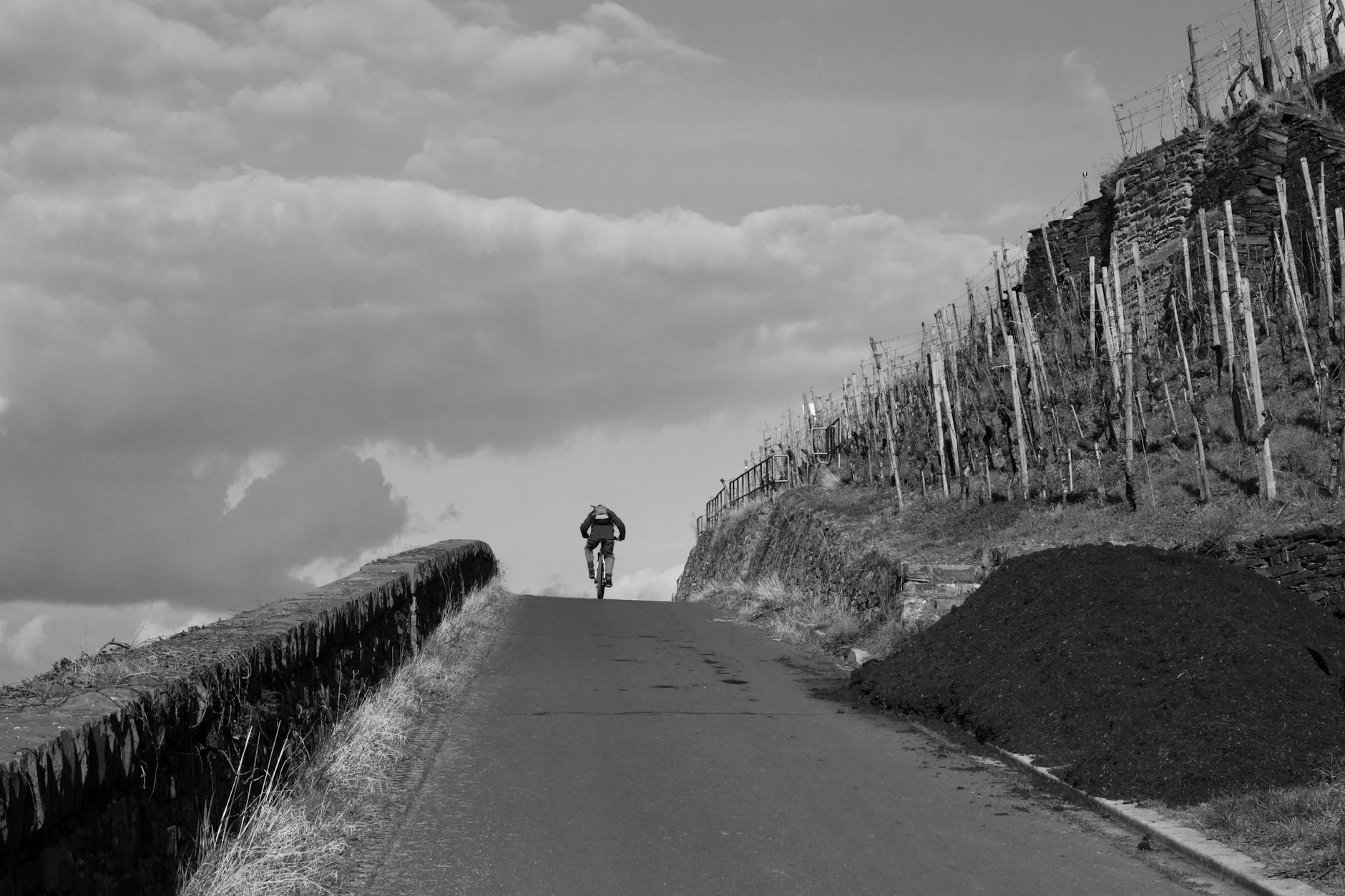 Rowerzysta wspinający się szosą pod górę wśród winnic Palatynatu