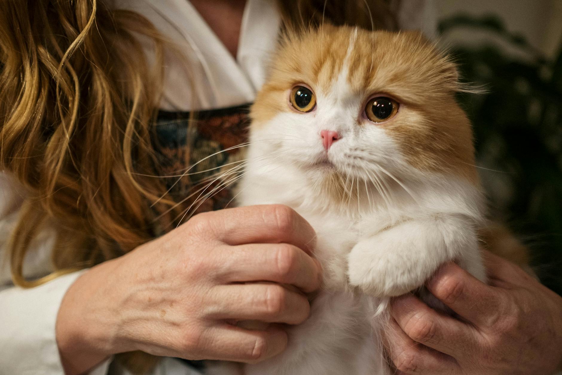 Kobieta trzyma w ramionach biało-rudego kota rasy Scottish Fold