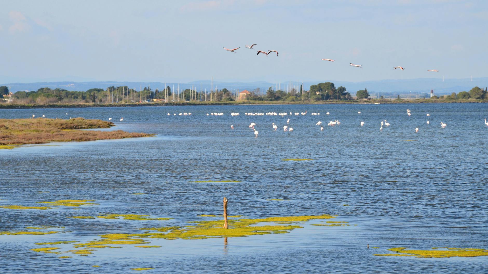 Laguna w Grecji z lecącymi i żerującymi flamingami