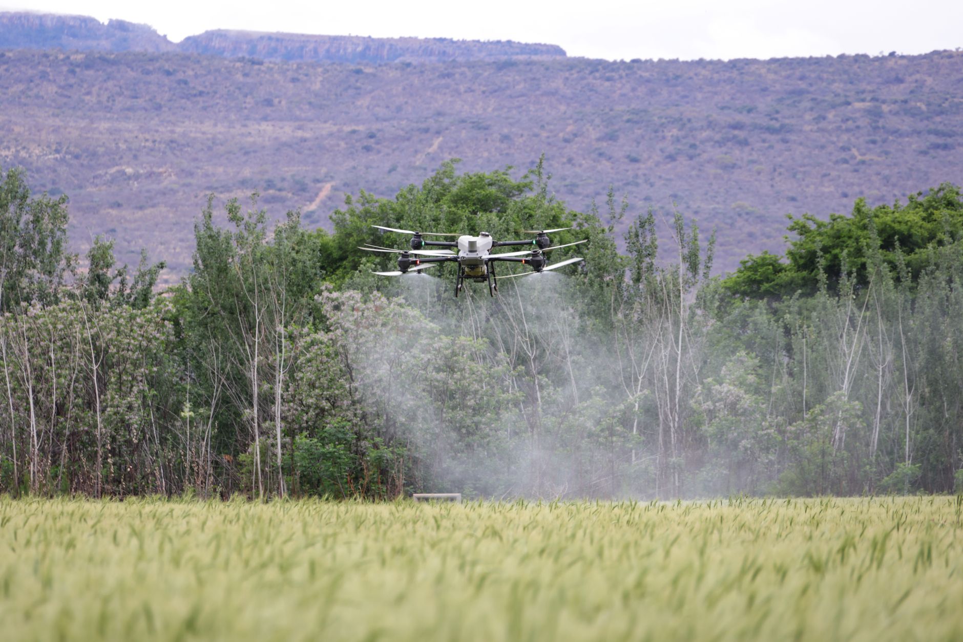 Dron opryskujący środki ochrony roślin nad zielonym polem uprawnym